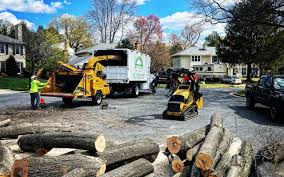 How Our Tree Care Process Works  in  Llano Grande, TX