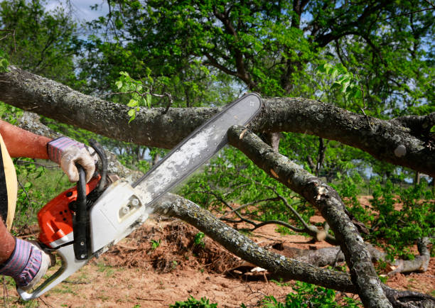 Llano Grande, TX Tree Care Company